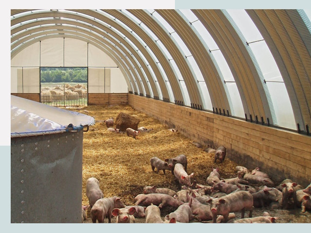 Строительство свинарников в Сорочинске